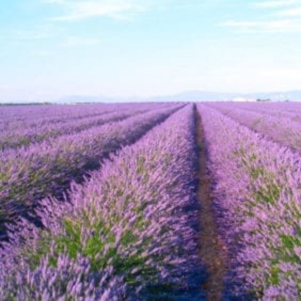 Meet your Posher, Shirley